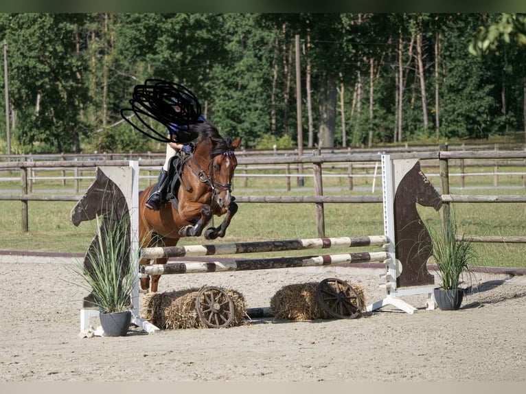German Riding Pony Mare 7 years 14,2 hh Brown in Ankum