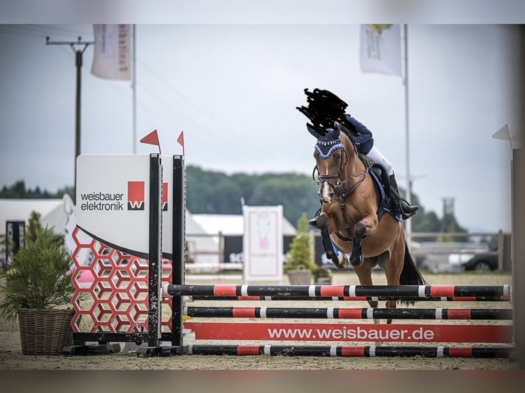 German Riding Pony Mare 7 years 14,2 hh Brown in Ankum