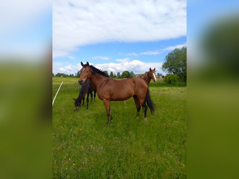German Riding Pony Mare 7 years 14,2 hh Brown in Wurzen
