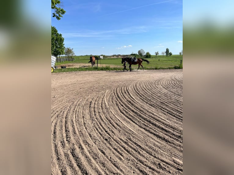 German Riding Pony Mare 7 years 14,2 hh Brown in Wurzen