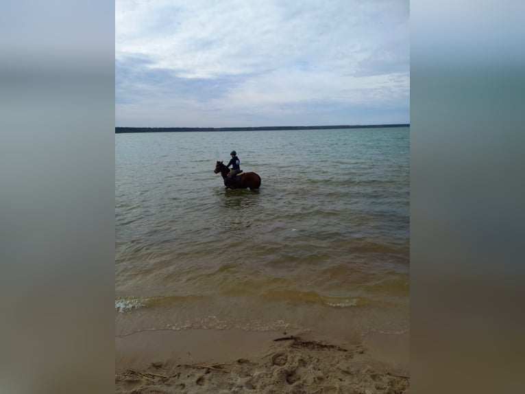 German Riding Pony Mare 7 years 14,2 hh Brown in Wurzen