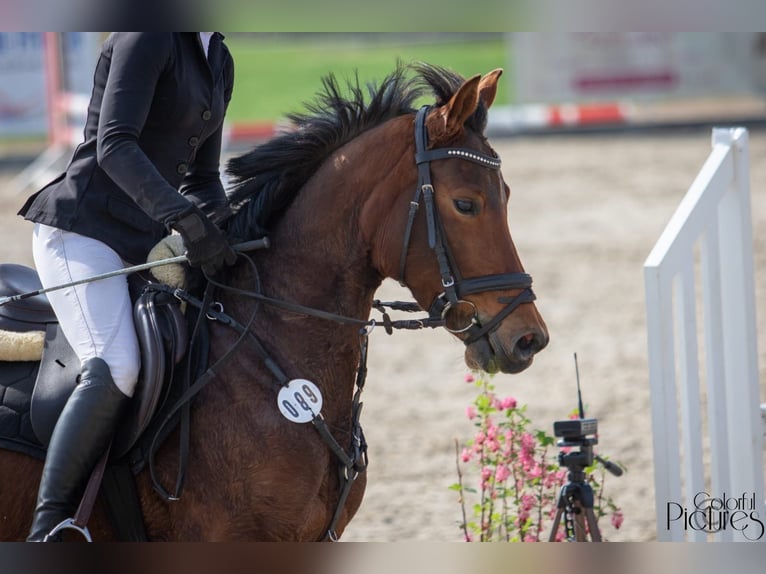 German Riding Pony Mare 7 years 14,2 hh Brown in Wurzen