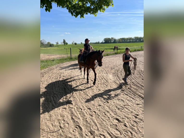 German Riding Pony Mare 7 years 14,2 hh Brown in Wurzen