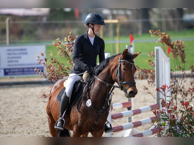 German Riding Pony Mare 7 years 14,2 hh Brown in Wurzen