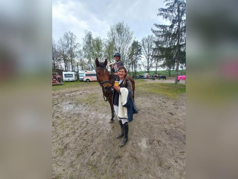 German Riding Pony Mare 7 years 14,2 hh Brown in Wurzen