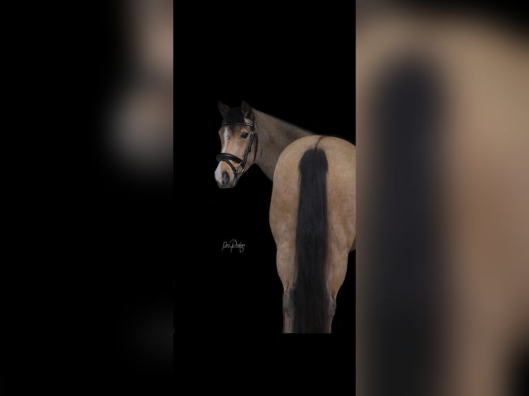 German Riding Pony Mare 7 years 14,2 hh Buckskin in Syke