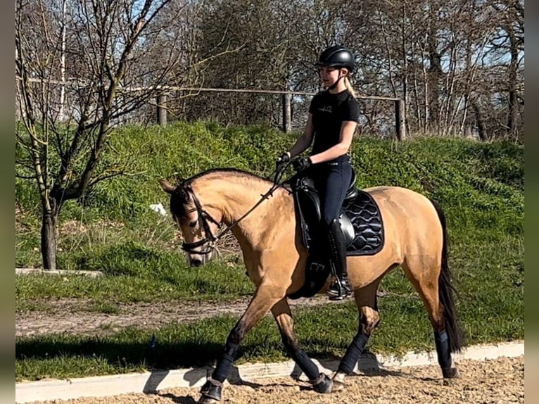German Riding Pony Mare 7 years 14,2 hh Buckskin in Syke