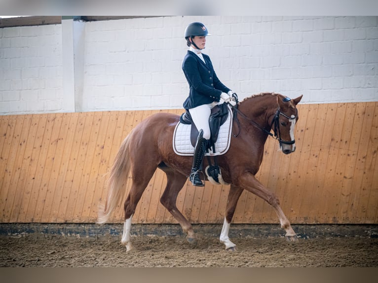 German Riding Pony Mare 7 years 14,2 hh Chestnut-Red in RhedeRhede