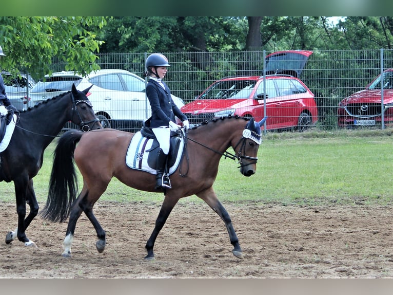 German Riding Pony Mare 7 years 14,2 hh Dun in Langlingen