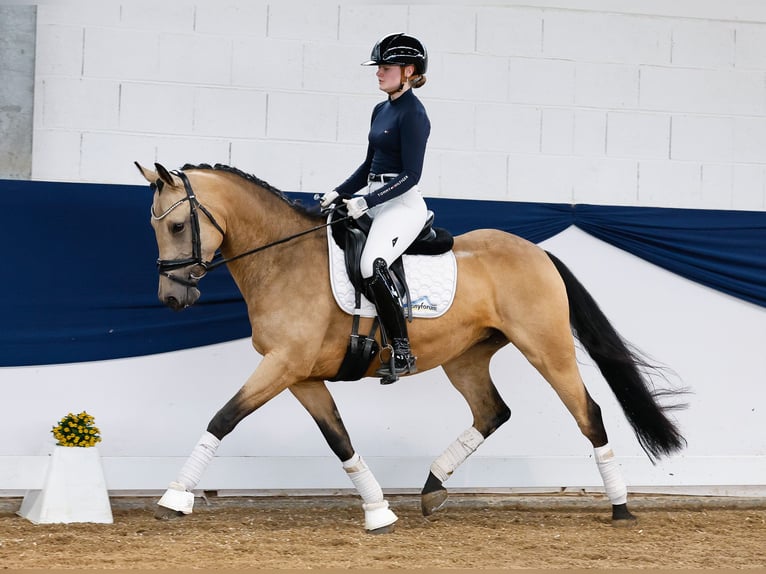 German Riding Pony Mare 7 years 14,2 hh Dun in Marsberg