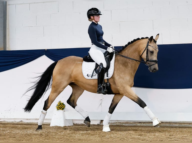 German Riding Pony Mare 7 years 14,2 hh Dun in Marsberg