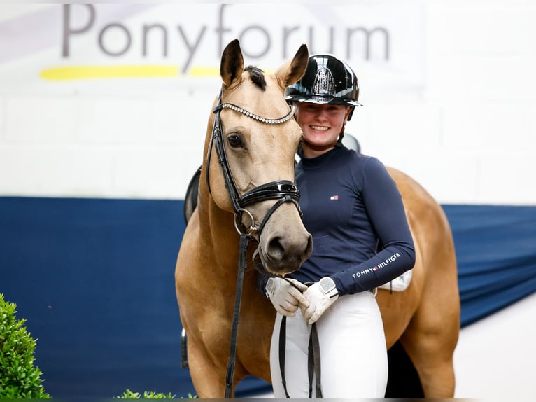 German Riding Pony Mare 7 years 14,2 hh Dun in Marsberg