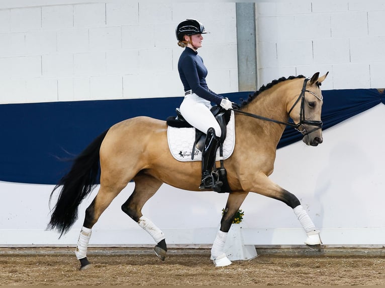 German Riding Pony Mare 7 years 14,2 hh Dun in Marsberg