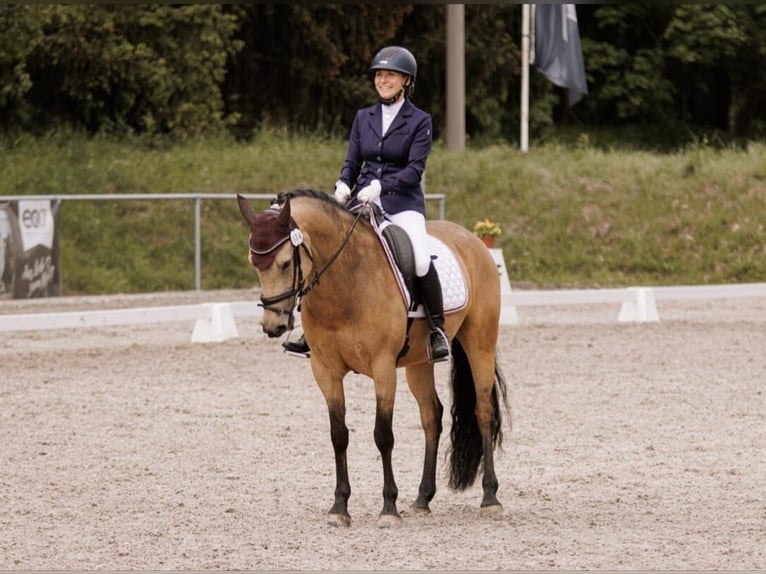 German Riding Pony Mare 7 years 14,2 hh Dun in Marsberg