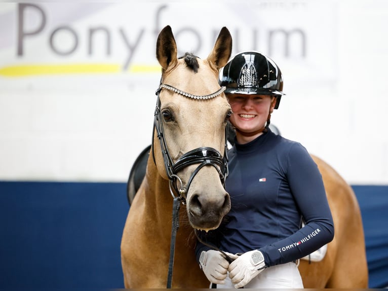 German Riding Pony Mare 7 years 14,2 hh Dun in Marsberg