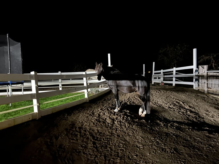 German Riding Pony Mix Mare 7 years 14,2 hh Smoky-Black in Villingen-Schwenningen