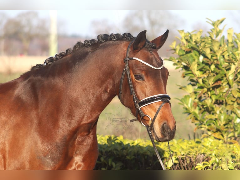 German Riding Pony Mare 7 years 14,3 hh Brown in Reeßum