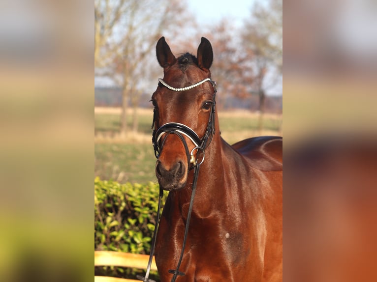 German Riding Pony Mare 7 years 14,3 hh Brown in Reeßum