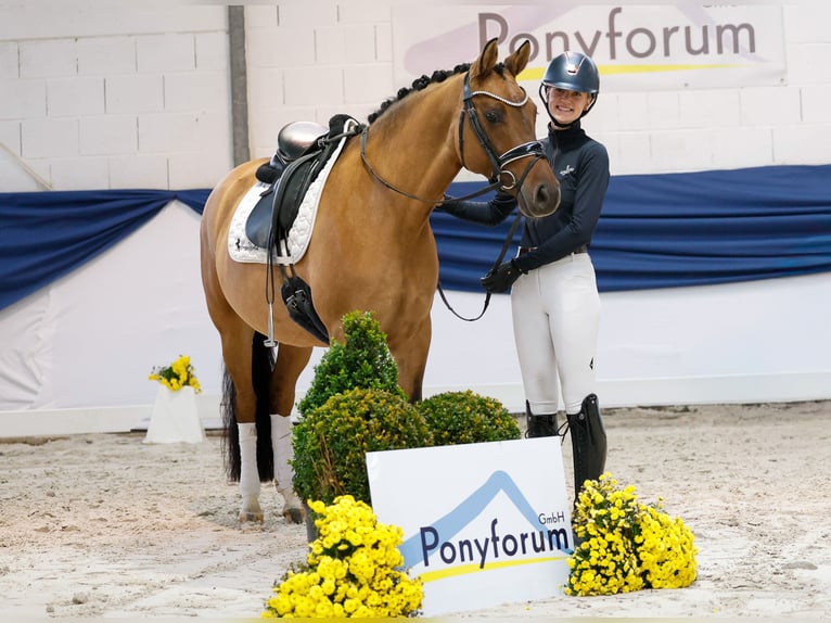 German Riding Pony Mare 7 years 14,3 hh Dun in Marsberg German Riding Pony Mare 7 years 14,3 hh Dun in Marsberg