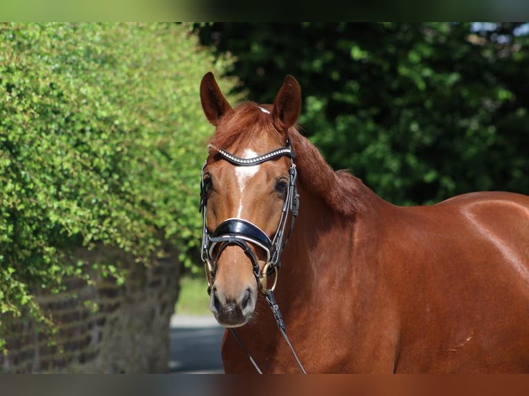 German Riding Pony Mare 7 years 15,1 hh Chestnut-Red in BochumBochum