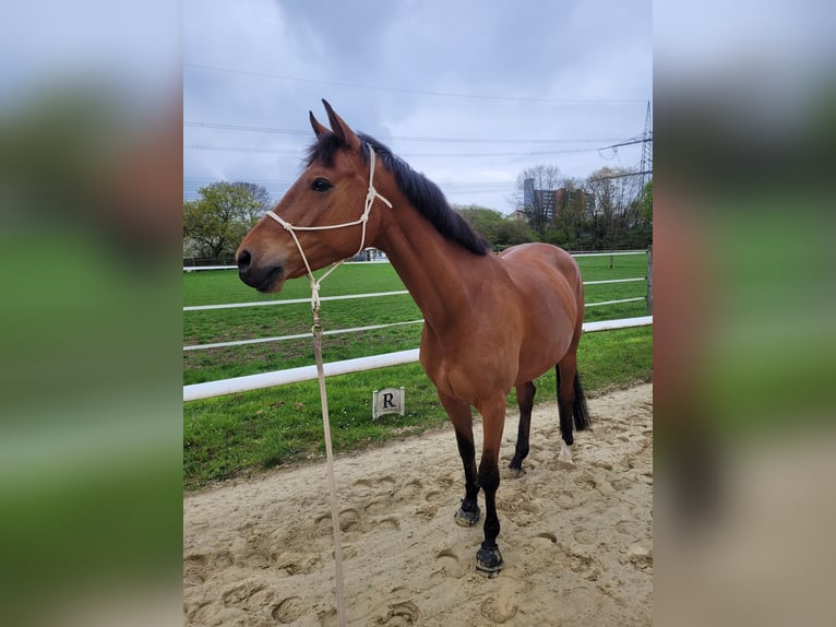 German Riding Pony Mare 7 years 15.2 hh Brown in Leverkusen