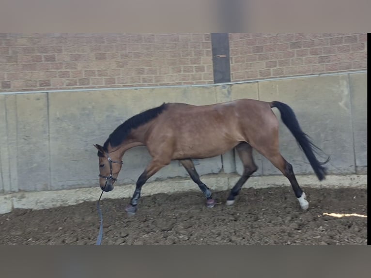 German Riding Pony Mare 7 years 15.2 hh Brown in Leverkusen