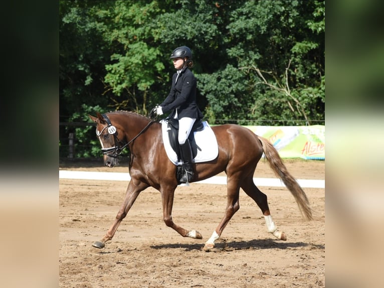 German Riding Pony Mare 7 years 15 hh Chestnut in Bad Oeynhausen