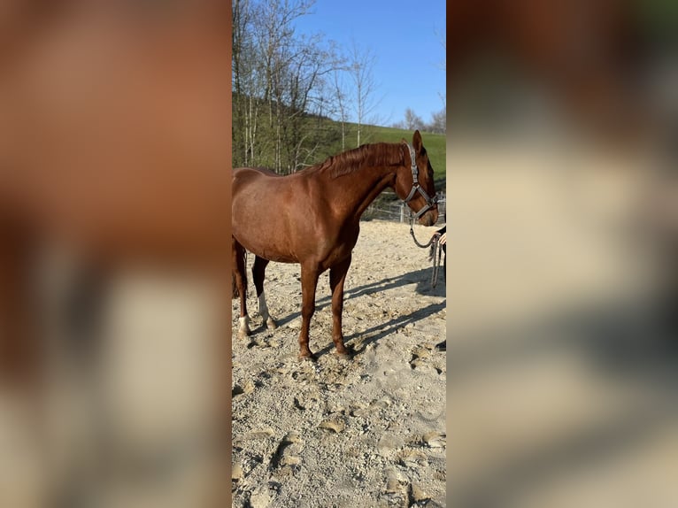 German Riding Pony Mare 7 years 15 hh Chestnut-Red in Grieskirchen