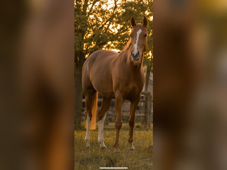 German Riding Pony Mare 7 years 15 hh Chestnut-Red in Grevenbroich