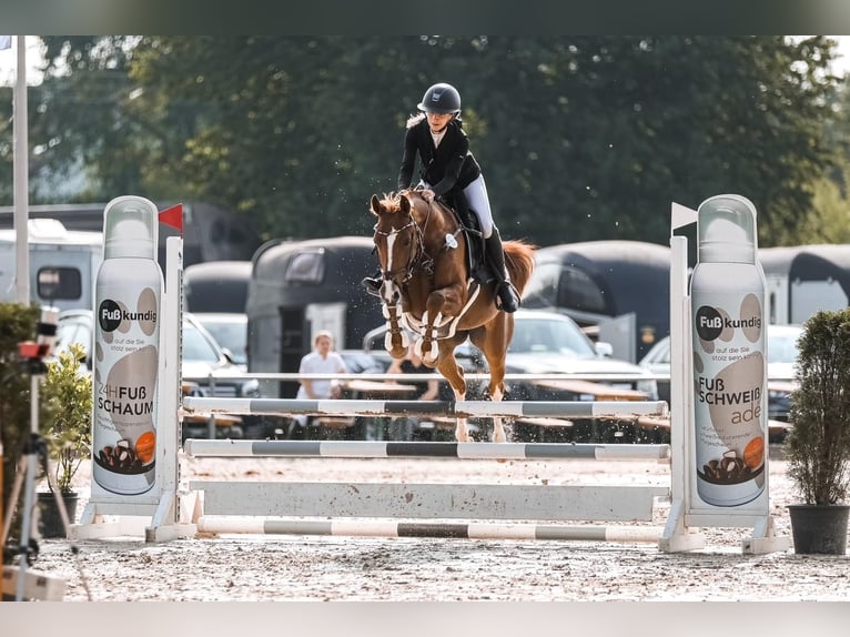 German Riding Pony Mare 7 years 15 hh Chestnut-Red in Grevenbroich
