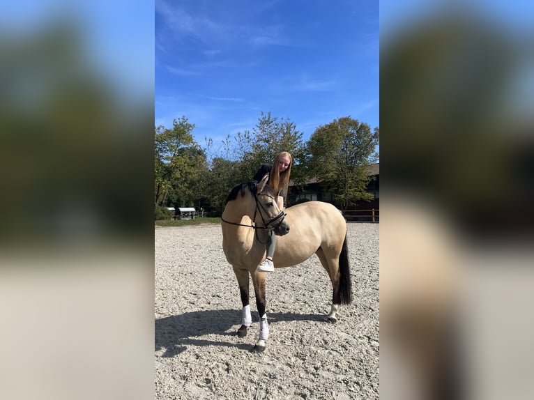 German Riding Pony Mare 7 years 15 hh Dun in Düsseldorf