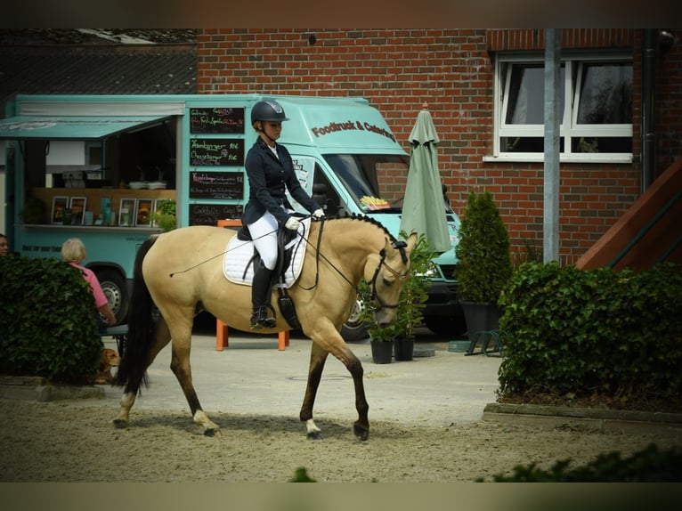 German Riding Pony Mare 7 years 15 hh Dun in Ennepetal