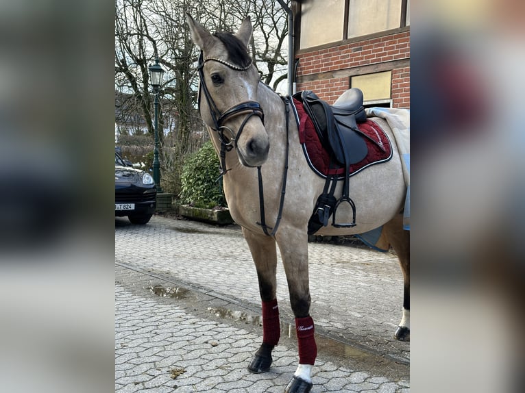 German Riding Pony Mare 7 years 15 hh Dun in Ennepetal