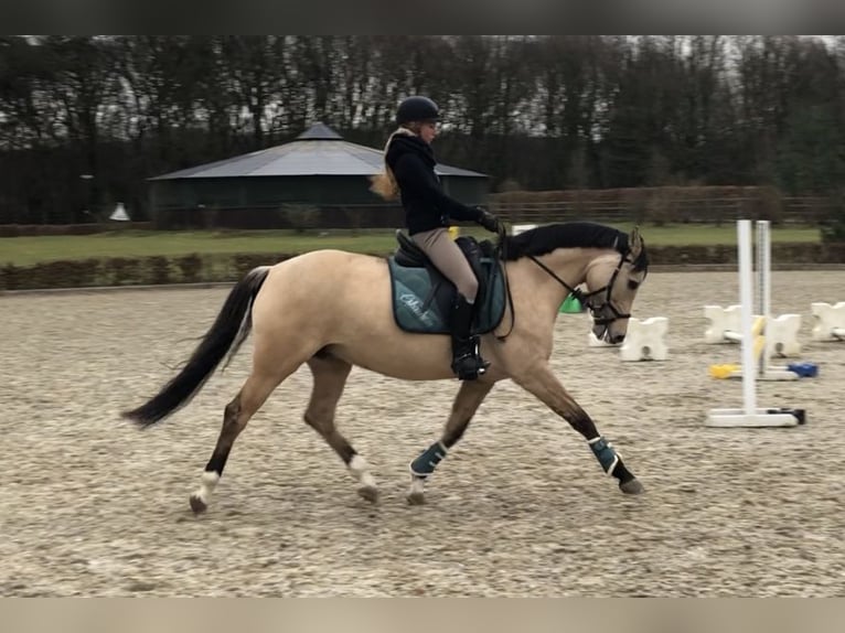 German Riding Pony Mare 7 years 15 hh Dun in Ennepetal