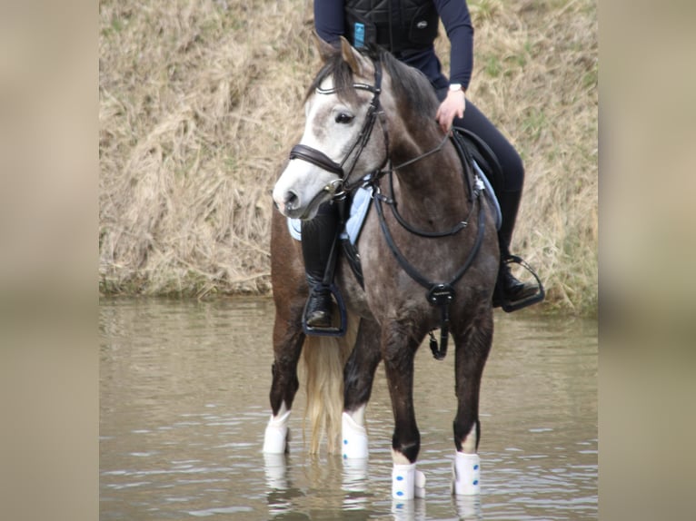 German Riding Pony Mare 7 years 15 hh Grey in Kiel
