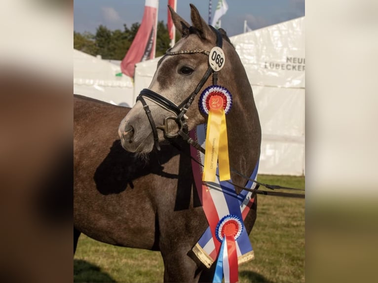 German Riding Pony Mare 7 years 15 hh Grey in Kiel
