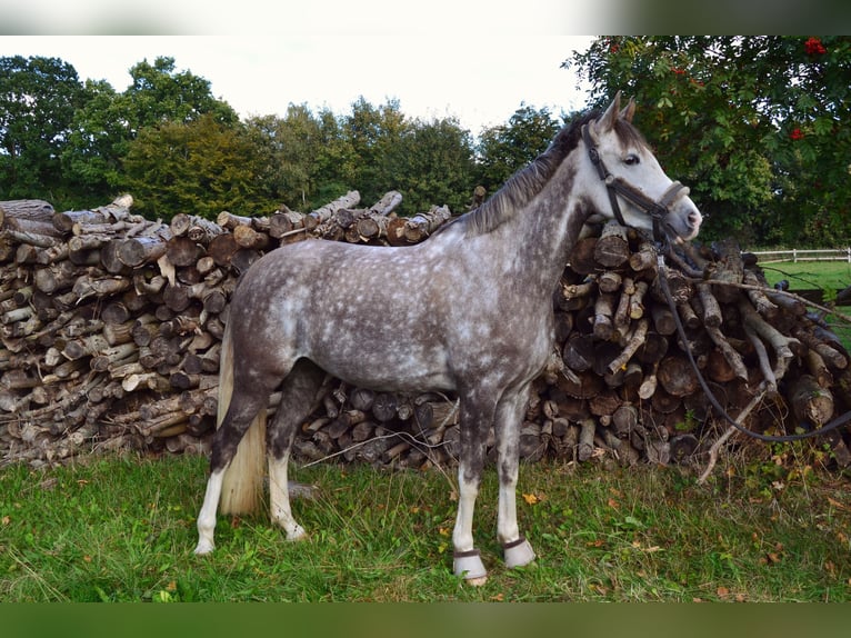 German Riding Pony Mare 7 years 15 hh Grey in Kiel