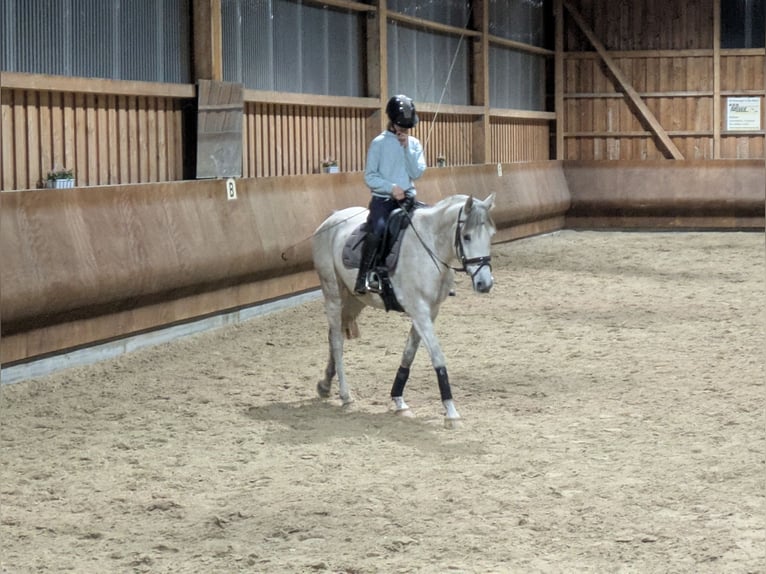 German Riding Pony Mix Mare 7 years 15,1 hh Grey in Oranienbaum-W&#xF6;rlitz