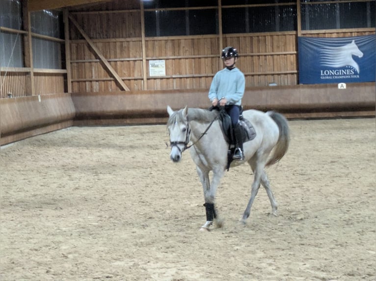 German Riding Pony Mix Mare 7 years 15,1 hh Grey in Oranienbaum-W&#xF6;rlitz