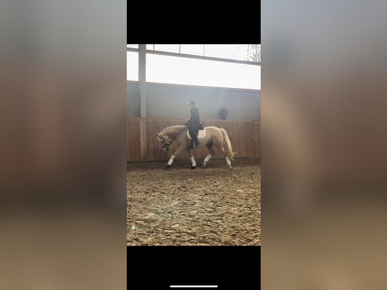 German Riding Pony Mare 7 years Palomino in Kempen