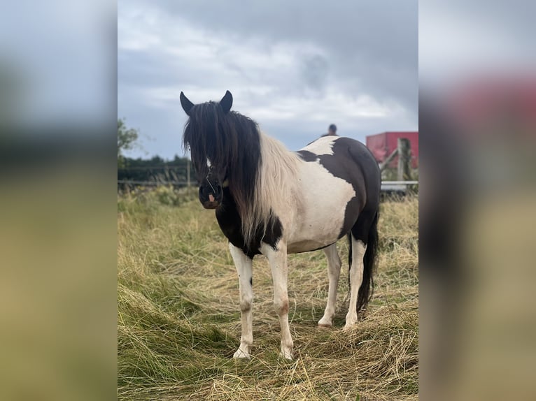 German Riding Pony Mare 7 years Pinto in Kaltohmfeld