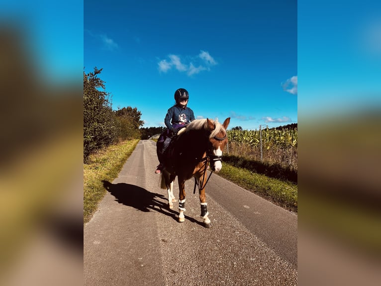 German Riding Pony Mare 8 years 12 hh Chestnut-Red in TelgteTelgte