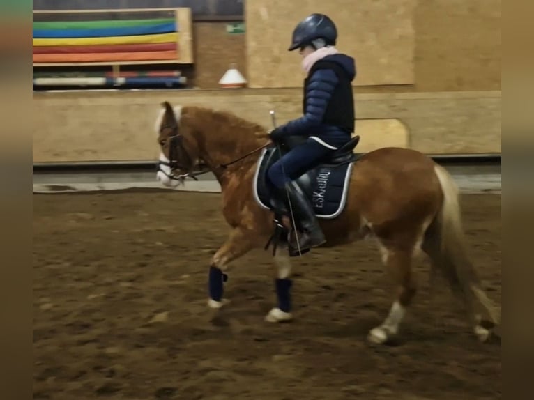 German Riding Pony Mare 8 years 12 hh Chestnut-Red in TelgteTelgte