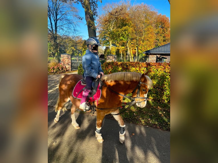 German Riding Pony Mare 8 years 12 hh Chestnut-Red in TelgteTelgte