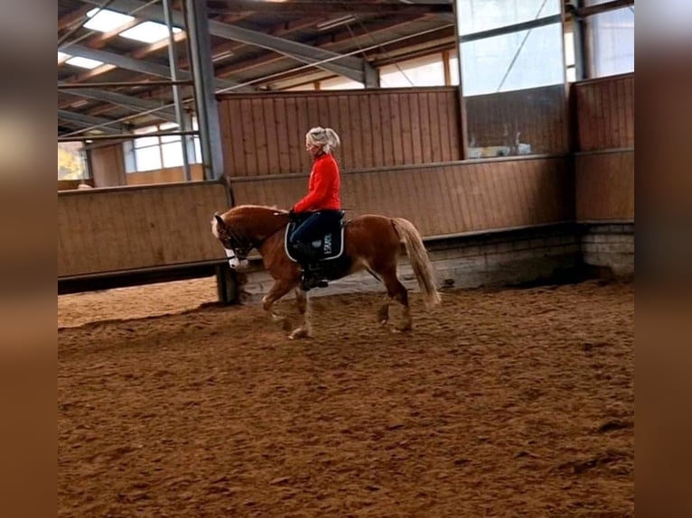 German Riding Pony Mare 8 years 12 hh Chestnut-Red in TelgteTelgte