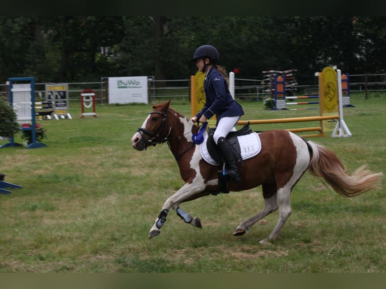 German Riding Pony Mix Mare 8 years 12,1 hh Pinto in Adelheidsdorf