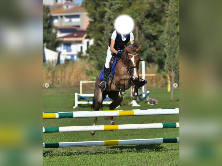 German Riding Pony Mare 8 years 12,2 hh Chestnut-Red in Alghero