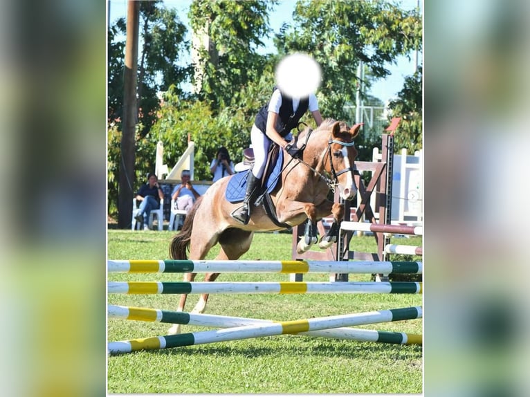 German Riding Pony Mare 8 years 12,2 hh Chestnut-Red in Alghero