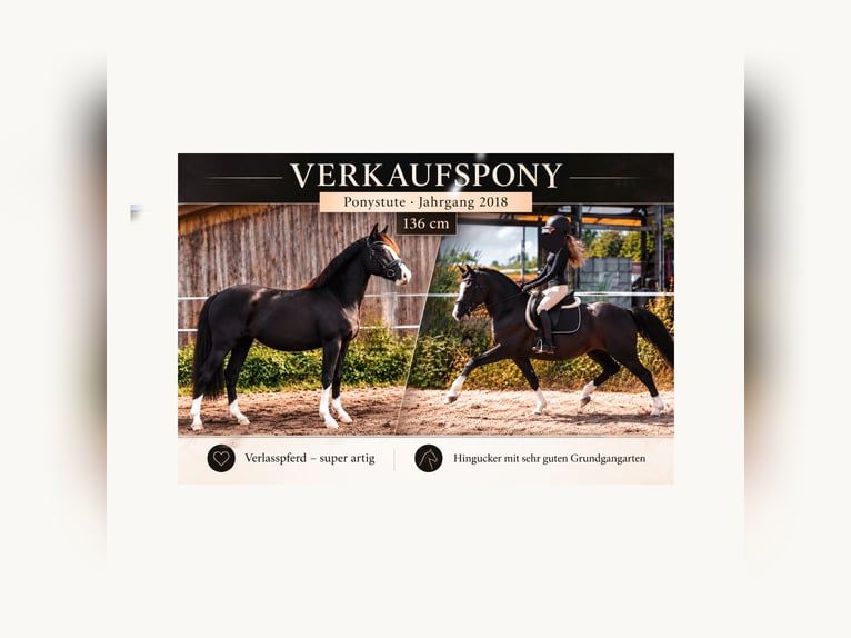German Riding Pony Mare 8 years 13.1 hh Black in Hamburg Spadenland