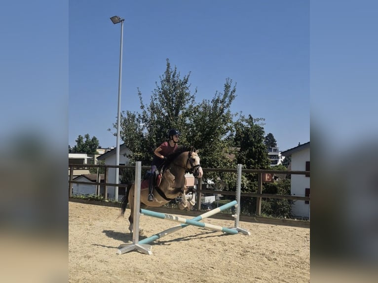 German Riding Pony Mare 8 years 13.1 hh Buckskin in Kilchberg ZH